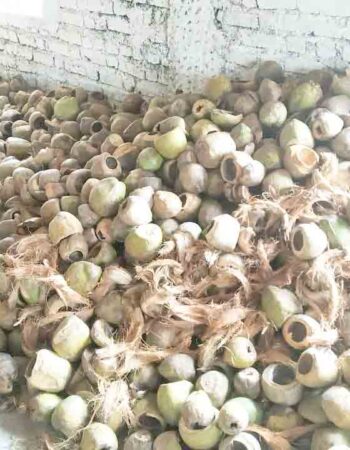 गौरी कमल काथा उद्योग गडब